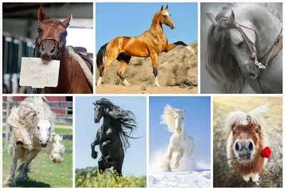 Залипательные видео с лошадьми. Красивые лошади - YouTube