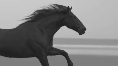 Самые красивые кони в мире, способные передвигаться по зыбучим пескам:  лошади ахалтекинской породы | О природе | Дзен