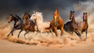 Фотосессия с лошадьми - Как сделать красиво? | MAPI7