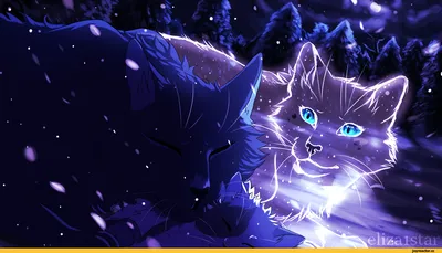 красивые котики с голубыми глазами Стоковое Фото - изображение  насчитывающей шерсть, кошачий: 157084352