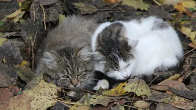 50 шт., милые наклейки с котенком, бумажные наклейки с животными,  водонепроницаемые наклейки с котами-мемами, детские наклейки – купить по  низким ценам в интернет-магазине Joom