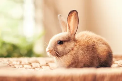 Самые красивые кролики - 80 фото