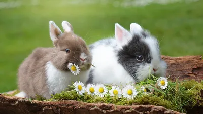 Кролики - красивые картинки (48 фото)
