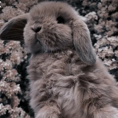 Самые красивые кролики - 74 фото