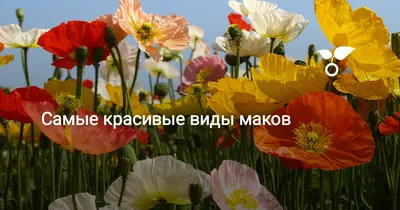 Пин от пользователя Frank Melgreen на доске floral | Красивые цветы, Маки  цветы, Фотография цветов