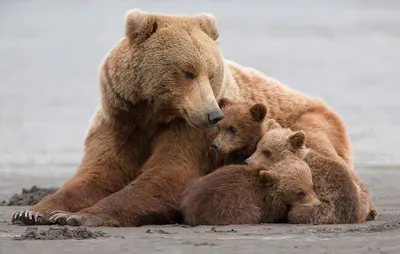Встреча с медведицей и её медвежатами: ожидания и реальность | Заметки о  животных | Дзен