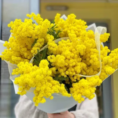 Букет из мимозы и тюльпанов "Аромат Весны" купить за 6 870 руб. с  круглосуточной доставкой | Мосцветторгком