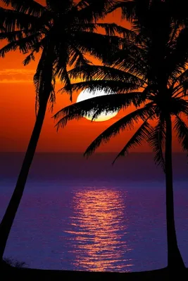 Пальмы море закат Изображения – скачать бесплатно на Freepik