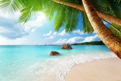 карибское море голубое небо красивые пальмы рай на земле | Фоновые рисунки,  Океанские волны, Пейзажи