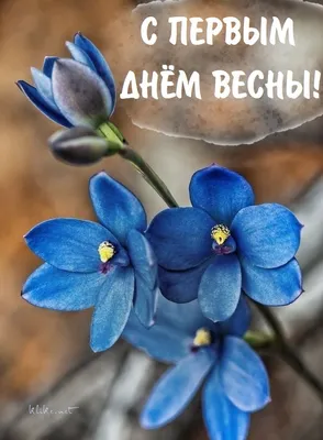 С НАЧАЛОМ 🍃🌺💜🌺🌿 ВЕСНЫ!