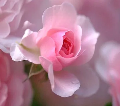 Красивые нежные розы - 73 фото