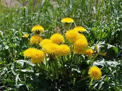 Красивые Цветы Одуванчика Стоковые Фотографии | FreeImages