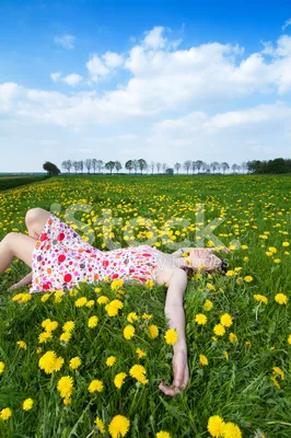 Красивый Дикорастущий Цветочный Одуванчик На Фоне Луга — стоковые  фотографии и другие картинки Аллергия - iStock