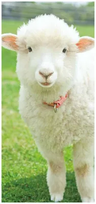 Красивые с овечками #6