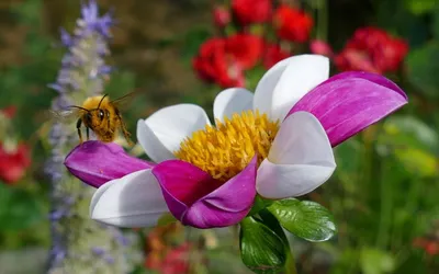 Купить 60шт 9 мм * 13 мм смолы милые красочные красивые пчелы со стразами  на плоской спине | Joom
