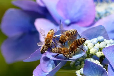 Красивый рисунок пчелы - 76 фото