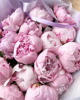 Captivating Cloud of Peonies