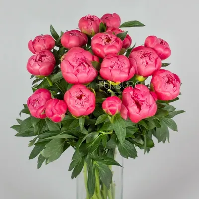 цветы#пионы# | Peonies season, Peony flower garden, Pretty flowers