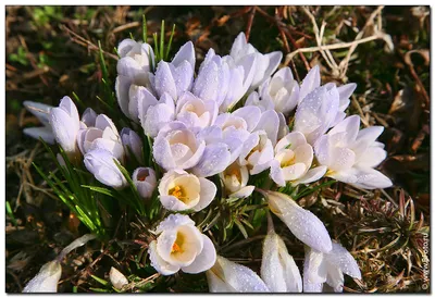 Вот и подснежники... | Unusual flowers, Beautiful flowers, Flowers nature