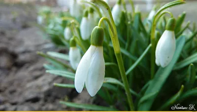 История про подснежник – блог Leto Flowers