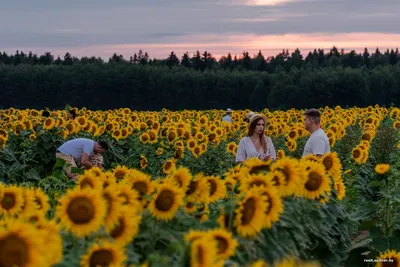 Фотосессия в подсолнухах. Фотограф Полина Золотова