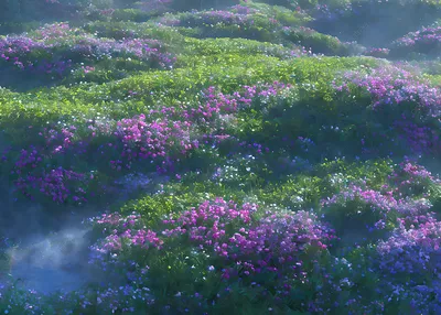 фиолетовые полевые цветы красиво цветут по всему холму, фиолетовый цветок,  холм, цвести фон картинки и Фото для бесплатной загрузки