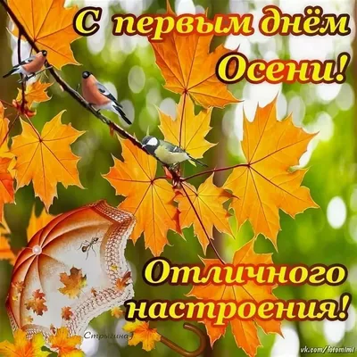 Последний день осени | Смешные открытки, Открытки, Счастливые картинки