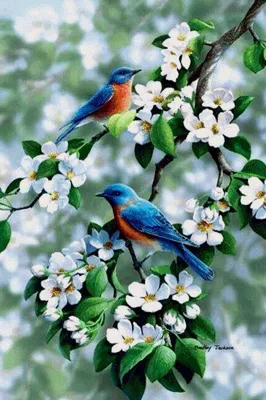 Красивые с птицами и цветами картинки