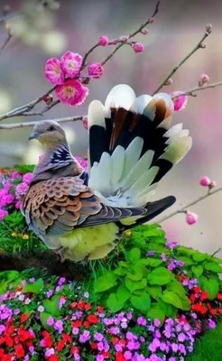 Красивые цветы и птицы - 73 фото