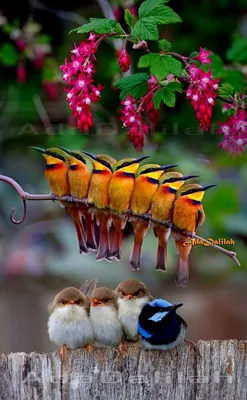 ORIGINAL PHOTO-MONTAGE | Cute birds, Beautiful birds, Bird photo