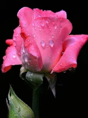 Красивые цветы в росе (50 фото) - 50 фото