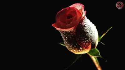 Красные розы с росой,живопись углем…» — создано в Шедевруме