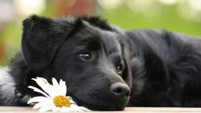 Самые красивые крутые собаки (62 фото) - картинки 