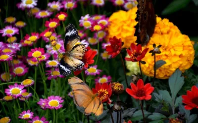 Цветные рисунки цветов и бабочек - 50 фото