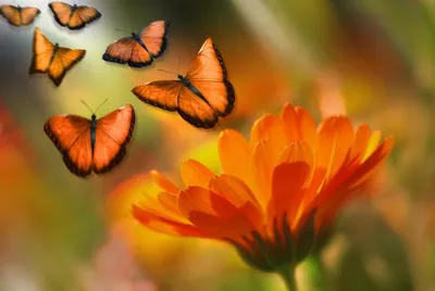 Цветные рисунки цветов и бабочек - 50 фото