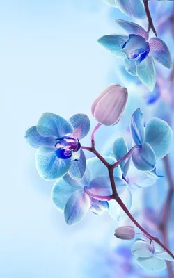 Заставки на телефон красивые цветы (62 фото) | Красивые цветы, Цветы,  Неоновые цветы