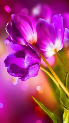 Скачать красивые цветы на заставку на телефон » Фото на телефон | Orchid  wallpaper, Spring wallpaper, Flower backgrounds