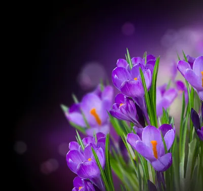 Картинки весна на заставку телефона (47 фото) • Прикольные картинки и  позитив | Цветы, Красивые цветы, Весенние цветы