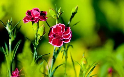Обои для телефона цветы красивые - фото и картинки 