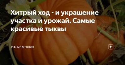 Красивая девушка в костюме тыквамена…» — создано в Шедевруме