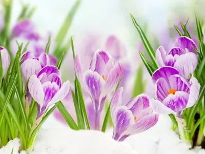 С первым днем весны картинки красивые с цветами (42 фото) » Красивые  картинки, поздравления и пожелания - 