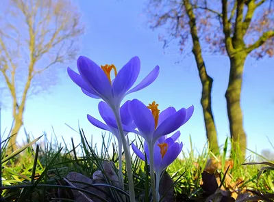 Картинка Красивые весенние цветы » Весна » Природа » Картинки 24 - скачать  картинки бесплатно