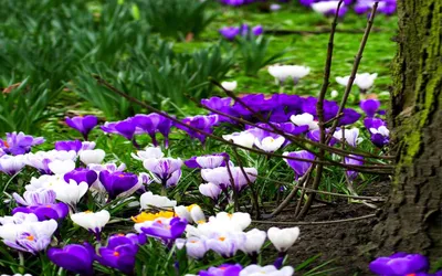 Красивые букеты из весенних цветов на фоне подоконника :: Стоковая  фотография :: Pixel-Shot Studio