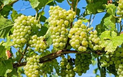 красивый виноград | Grapes, Fruit, Food