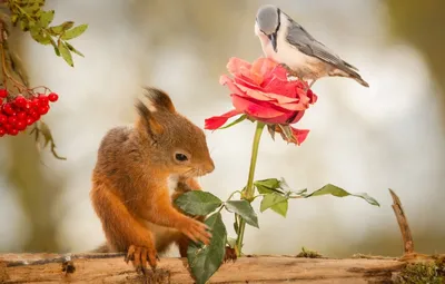 Красивые цветы и животные - красивые фото