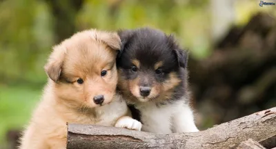 Самые красивые и милые щенки собак / The most beautiful and cute puppy dogs  - YouTube