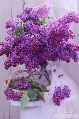 Красивый букет сирени | Purple flowers, Beautiful flower arrangements,  Pretty flowers