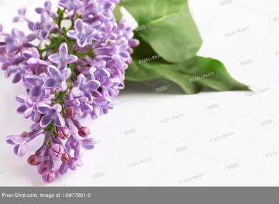 Сиреневые цветы (75 фото) - 75 фото