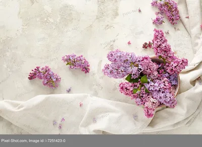 Красивые сиреневые цветы на светлом фоне :: Стоковая фотография ::  Pixel-Shot Studio