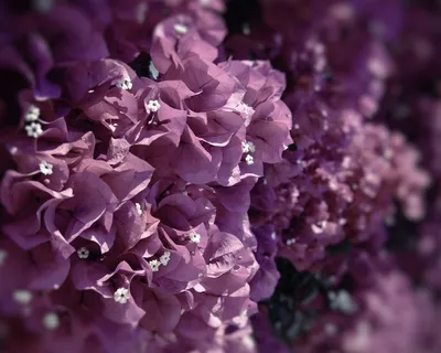 Красивые фиолетового цвета (73 фото) - картинки 
